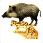 C'est la femelle du sanglier.