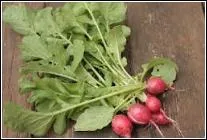 On peut manger la racine de cette plante, autrement appele  radis . On peut faire de la soupe avec ses feuilles qu'on appelle aussi...