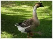 C'est le mle de l'oie.