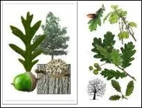 Voil un arbre qui peut vivre plusieurs centaines d'annes.