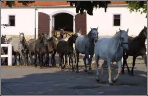 tablissement o on lve des chevaux de race.