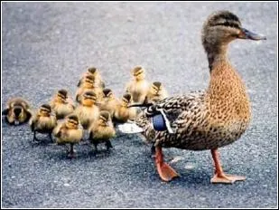 C'est la femelle du canard.