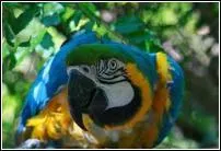 C'est un bel oiseau color.