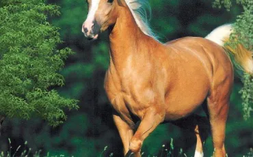 Quiz Galop 4