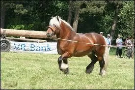 Quelle est la robe de ce cheval ?