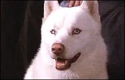 Dans la saison 3, laquelle des soeurs a t transforme en chien ?