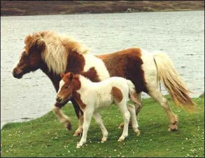 Quelle est la race de ce poney ?