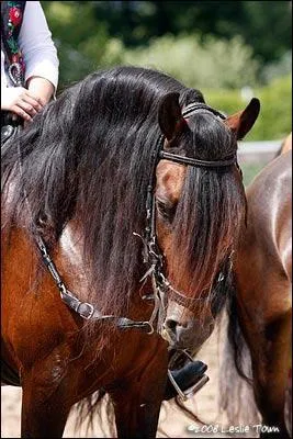 Quelle est la race de ce cheval ?