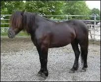 Quelle est la race de ce cheval ?