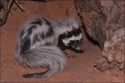Quelle est cette zorille qui met au monde des portes de 1  3 petits ?