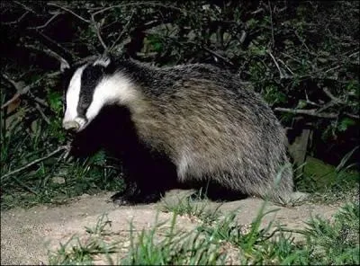 Quel est le plus grand des blaireaux ?