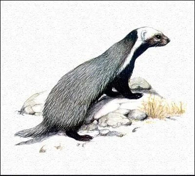 Quel est ce trs petit mustlid ?