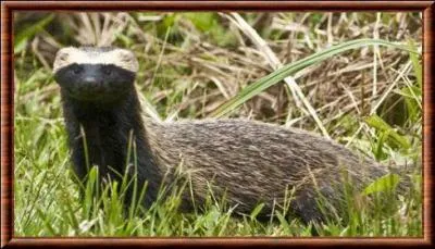 Quel est cet animal dont les principaux prdateurs sont les ocelots et les buses bleues du Chili ?