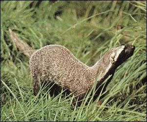 Quel est cet animal qui peut peser jusque 4 kg ?