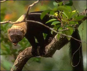 Quel est ce grand prdateur qui peut aller jusqu' chasser des cerfs daguets ?