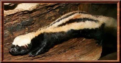 Quelle est cette zorille qui a une gestation de 30  33 jours ?