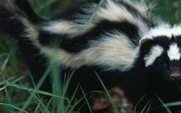 Quiz Mustelides