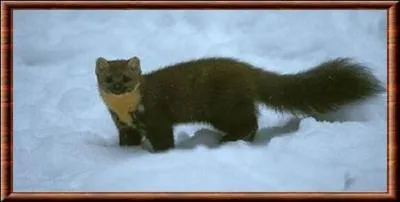 Quelle est cette martre qui  une densit de 0, 4  1, 5 martres/km ?