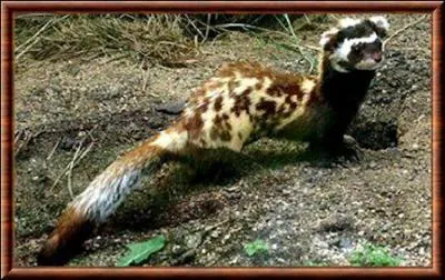 Quel est ce mustlid qui vit 9 ans en captivit ?