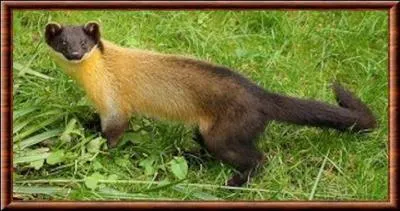 Quel est ce mustlid qui met au monde des portes de 2  5 petits ?