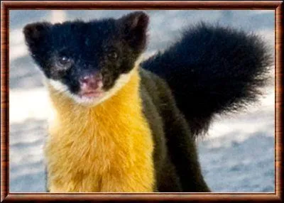 Quel est ce mustlid endmique  l'Inde de l'ouest ?