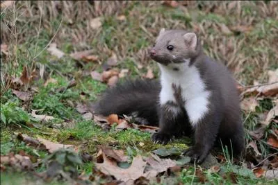 Quelle est cette martre d'Eurasie ?