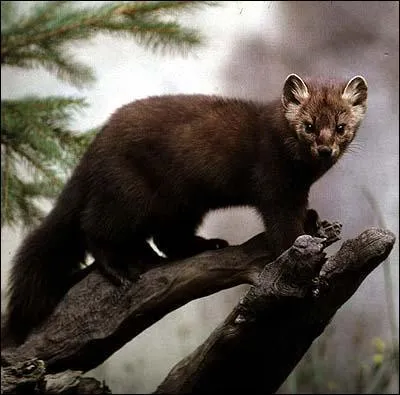 Quelle est cette martre pourchasse comme nuisible ?