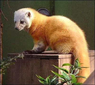 Quelle est cette martre asiatique ?