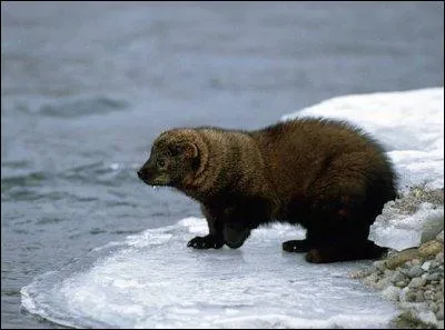 Quelle est cette martre du sud du Canada ?