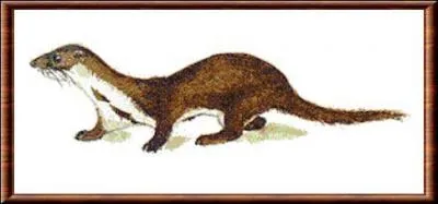 Quel est cet animal qui mesure jusque 38cm ?