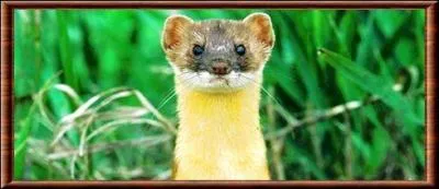 Quel est cet animal du sud-est de la Chine ?