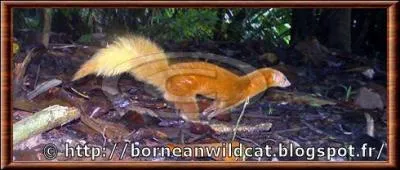 Quel est ce putois rougetre ?