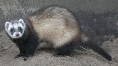 Quel est cet animal aussi appel furet ?