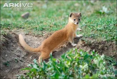 Quel est cet animal qui peut mettre au monde des portes de 13 petits ?