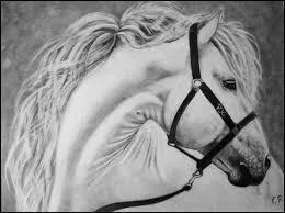 O vit Crin-Blanc, le cheval du film d'Albert Lamorisse ?