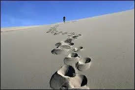 Quelles sont les trois principales allures du cheval ?