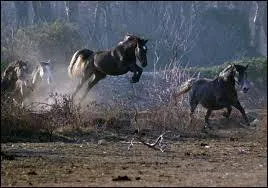 Qu'est-ce que dbourrer un cheval ?