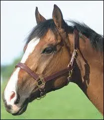 Qu'est-ce qu'un licol ?