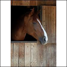 Quiz Chevaux