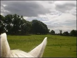 Que doit-on observer pour connatre l'humeur d'un cheval ?