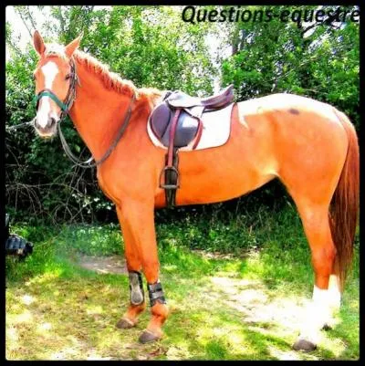 Aprs avoir eu ton cours que fais-tu en premier ?