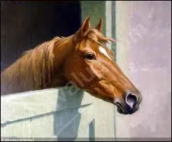 Quand tu vas chercher ton cheval dans son box, que fais-tu ?