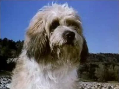 Comment s'appelle le chien de Laura ?