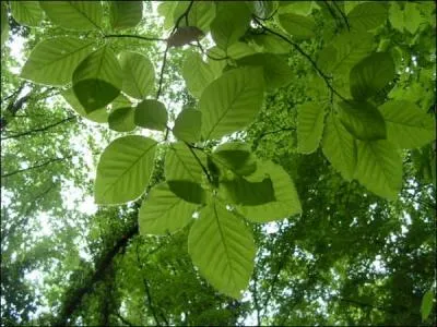 Le mot commence par : Par ...