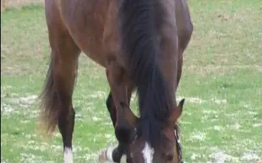 Quiz Galop 1