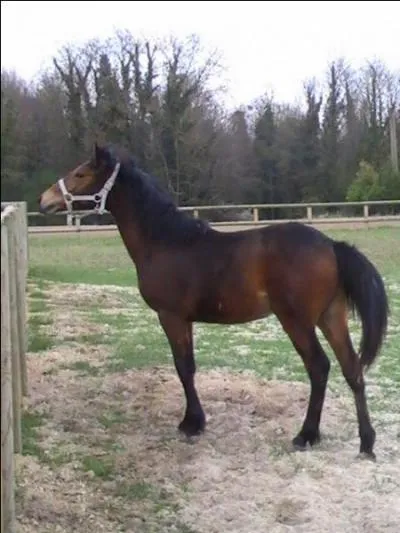 Quelle est la robe de ce cheval ?