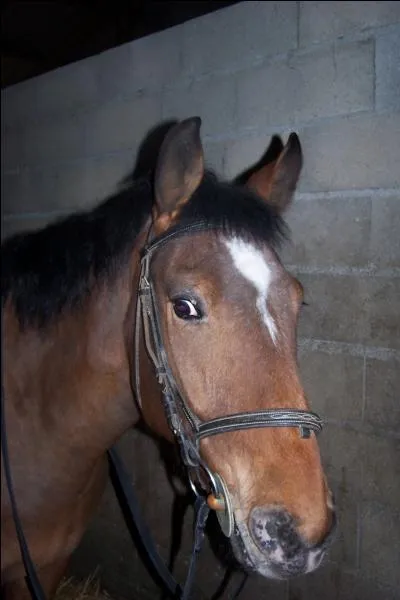 D'aprs l'image, comment s'appelle l'objet que le cheval porte dans sa bouche ?