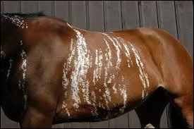 De quelle robe est ce cheval ?