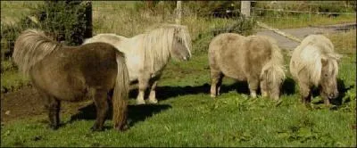 Quelle est la robe de ces poneys ?