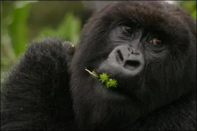 Dans quel pays a-t-elle voyag pour filmer son documentaire  Gorillas on the Brink  ?